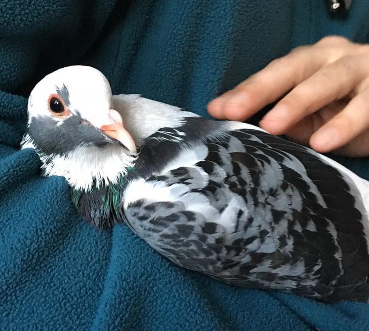 6 Things to Remember When Taking Your Bird for a Walk During Winter