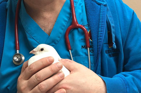 9 Ways for Your Small Pets to Have an Easy Trip to the Vet