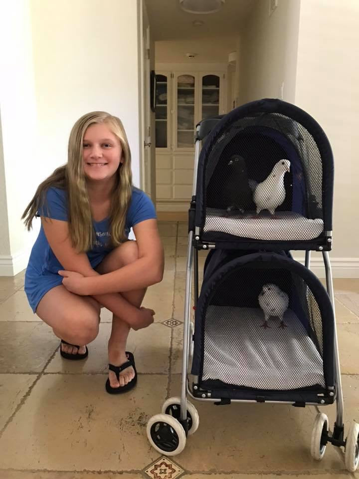 Double Decker Pet/Pigeon Stroller - TEMPORARILY SOLD OUT