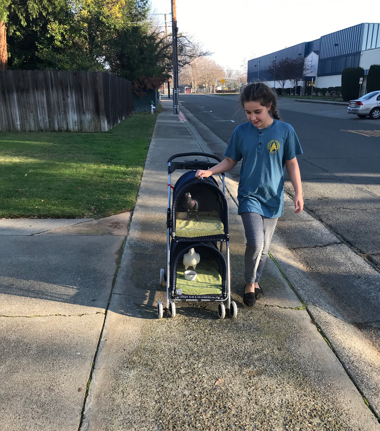 Double Decker Pet/Pigeon Stroller - TEMPORARILY SOLD OUT