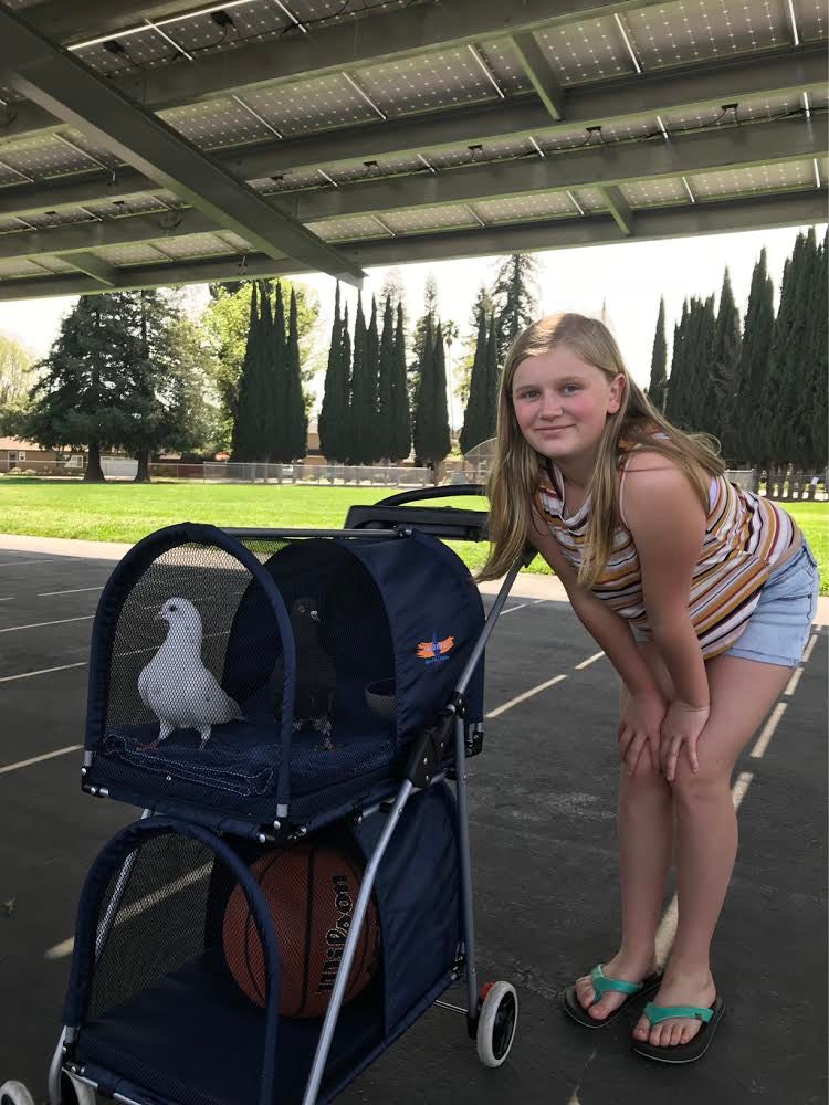 Double Decker Pet/Pigeon Stroller - TEMPORARILY SOLD OUT