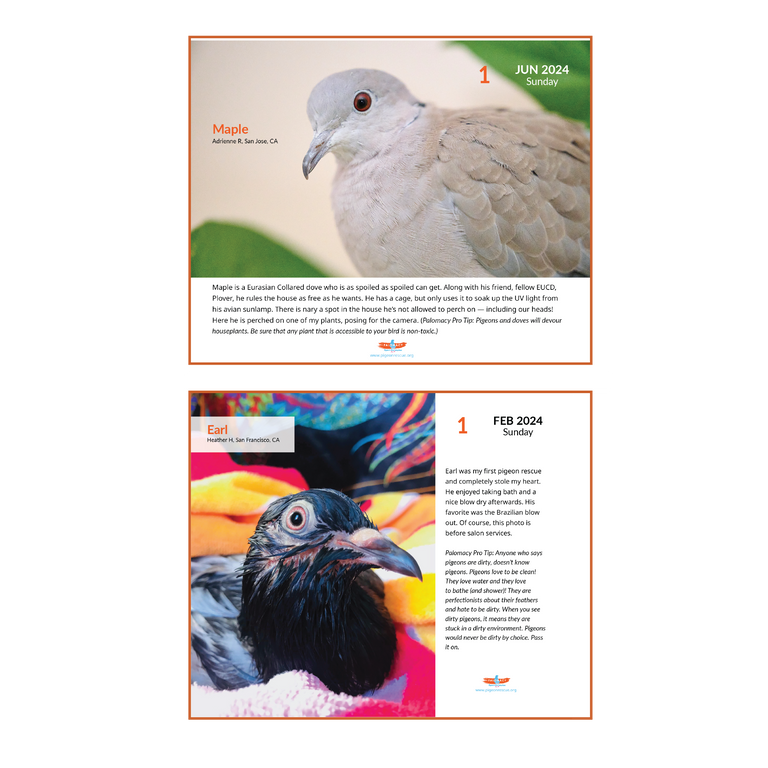 2024 Palomacy Page-A-Day Desk Calendar